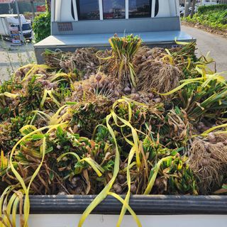 Fly up님의 마늘 · 영농일지 작성글 사진