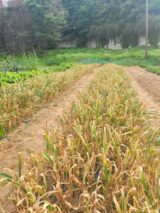 Fly up님의 마늘 · 영농일지 작성글 사진