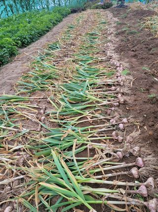 Fly up님의 마늘 · 영농일지 작성글 사진