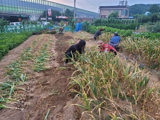 Fly up님의 마늘 · 영농일지 작성글 사진