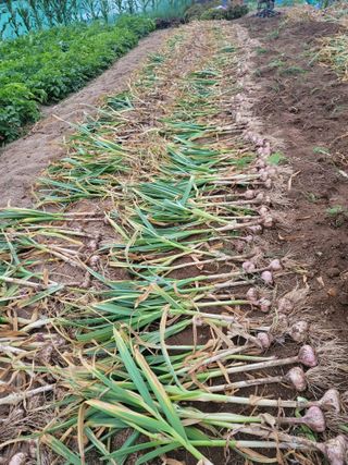 Fly up님의 마늘 · 수확 작성글 사진