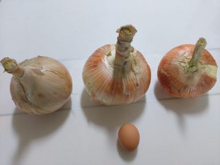 해파랑농원님의 양파 · 자유게시판 작성글 사진