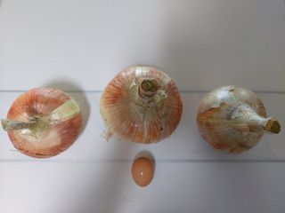 해파랑농원님의 양파 · 자유게시판 작성글 사진