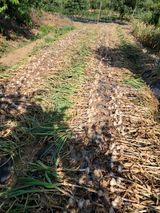 팜모닝 마늘·수확 게시글 이미지