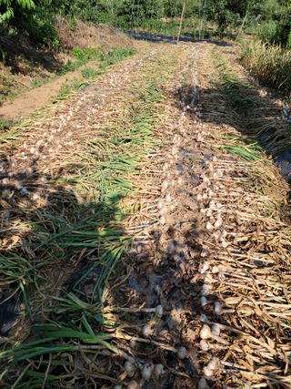 박덕남님의 마늘 · 수확 작성글 사진