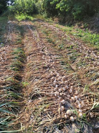 박덕남님의 마늘 · 수확 작성글 사진
