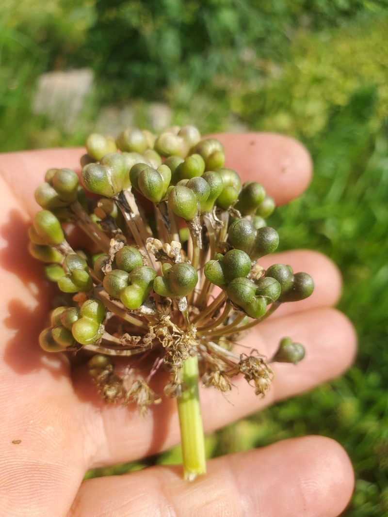 장터 상품 [산마늘 씨앗(울릉도종)1kg] 썸네일