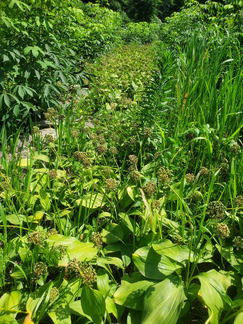 귀농 임업인님의 장터 판매 상품 [산마늘 씨앗(울릉도종)1kg] 첨부 사진