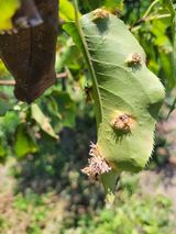 팜모닝 배·병해충상담 게시글 이미지