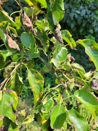 이영철님의 배 · 병해충상담 작성글 사진