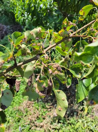 이영철님의 배 · 병해충상담 작성글 사진