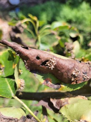 이영철님의 배 · 병해충상담 작성글 사진