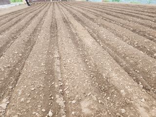 장연우님의 콩 · 영농일지 작성글 사진