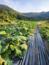 팜모닝 자유주제·자유게시판 게시글 이미지