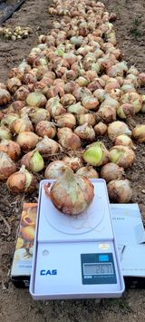 팜모닝 양파·자유게시판 게시글 이미지