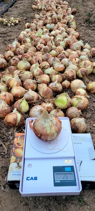 심기섭님의 양파 · 자유게시판 작성글 사진