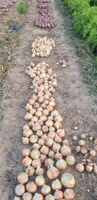 심기섭님의 양파 · 자유게시판 작성글 사진