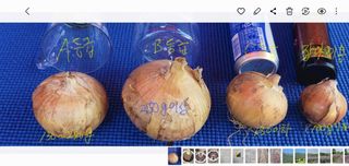 심기섭님의 양파 · 자유게시판 작성글 사진