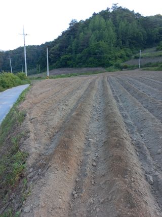 이성수님의 콩 · 자유게시판 작성글 사진