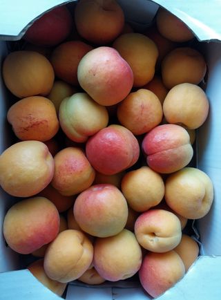 철남 김희곤님의 복숭아 · 자유게시판 작성글 사진