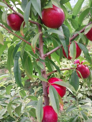 철남 김희곤님의 복숭아 · 자유게시판 작성글 사진