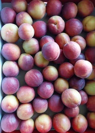 철남 김희곤님의 복숭아 · 자유게시판 작성글 사진