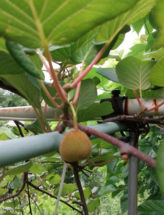 철남 김희곤님의 복숭아 · 자유게시판 작성글 사진