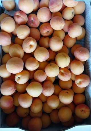 철남 김희곤님의 복숭아 · 자유게시판 작성글 사진