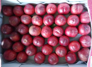 철남 김희곤님의 복숭아 · 자유게시판 작성글 사진