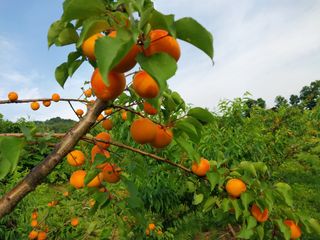 철남 김희곤님의 복숭아 · 자유게시판 작성글 사진