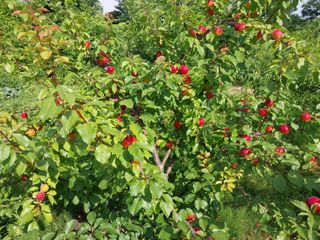 철남 김희곤님의 복숭아 · 자유게시판 작성글 사진