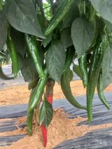 팜모닝 고추·병해충상담 게시글 이미지