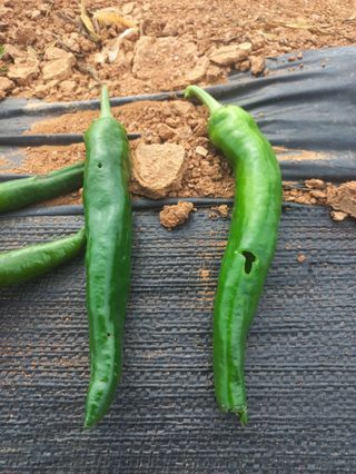 조성국님의 고추 · 병해충상담 작성글 사진