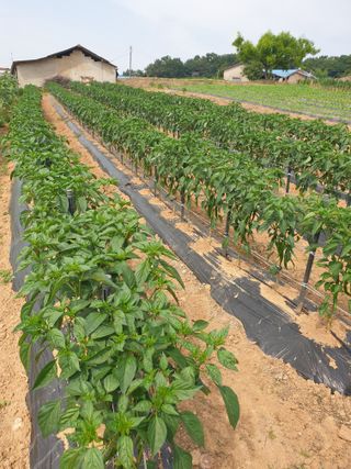 제자리걸음님의 고추 · 병해충상담 작성글 사진