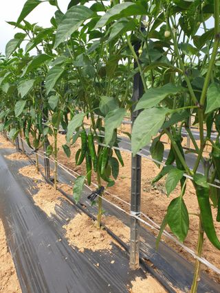 제자리걸음님의 고추 · 병해충상담 작성글 사진