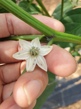 제자리걸음님의 고추 · 병해충상담 작성글 사진