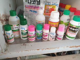 제자리걸음님의 고추 · 병해충상담 작성글 사진