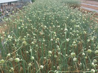 조성국님의 마늘 · 일상 작성글 사진