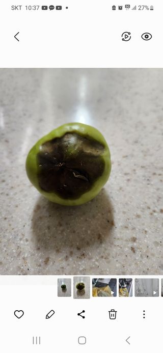 정창수님의 토마토 · 병해충상담 작성글 사진