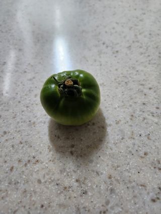 정창수님의 토마토 · 병해충상담 작성글 사진