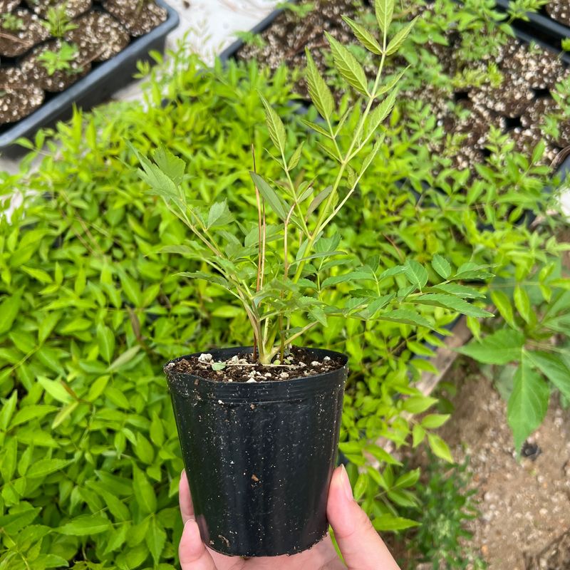 장터 상품 [여름두릅(정강) 포트묘목 1주] 썸네일