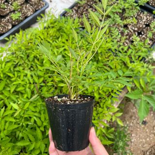 이기자원예종묘님의 작성글 사진