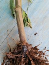 팜모닝 고추·병해충상담 게시글 이미지