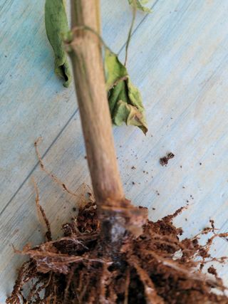 피나무골님의 고추 · 병해충상담 작성글 사진