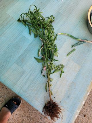 피나무골님의 고추 · 병해충상담 작성글 사진