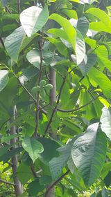 팜모닝 고추·일상 게시글 이미지