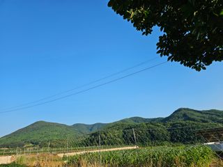 조순귀창원성산구사파님의 고구마 · 자유게시판 작성글 사진