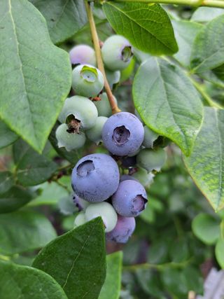 오현석 님의 포도 · 자유게시판 작성글 사진