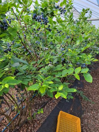 오현석 님의 포도 · 자유게시판 작성글 사진