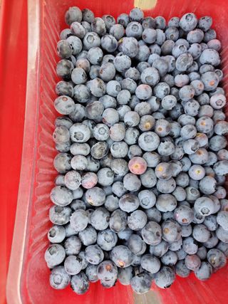 오현석 님의 포도 · 자유게시판 작성글 사진